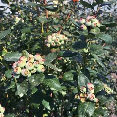 thumbnail for publication: Evergreen Production System for Southern Highbush Blueberries in Florida